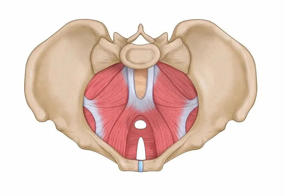【福德康复】关注盆底健康，守护幸福“底”线