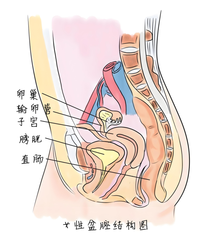 【福德妇科】中药调理，助您摆脱盆腔“隐形伤痛”